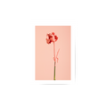 Carnation Poster