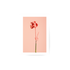 Carnation Poster