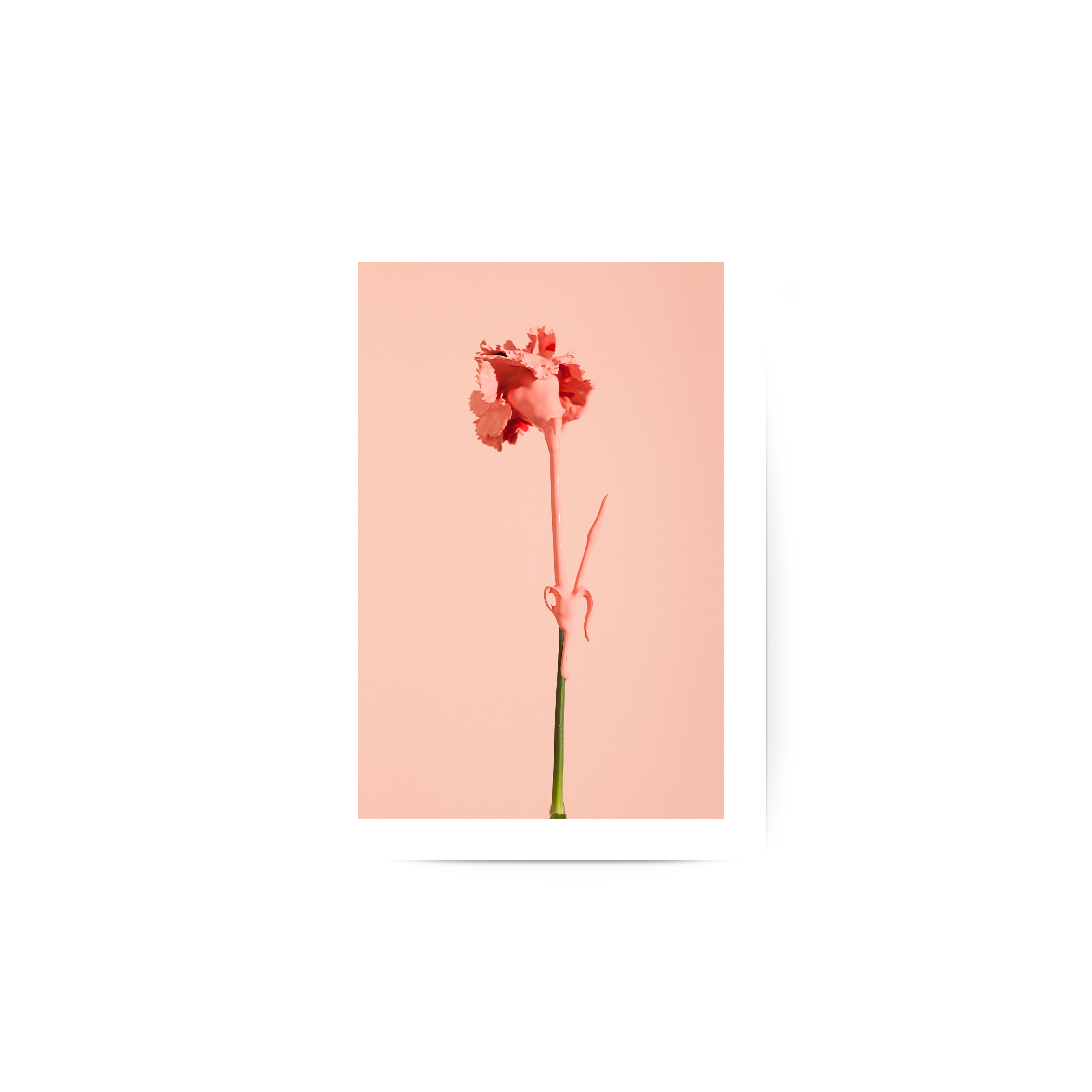Carnation Poster