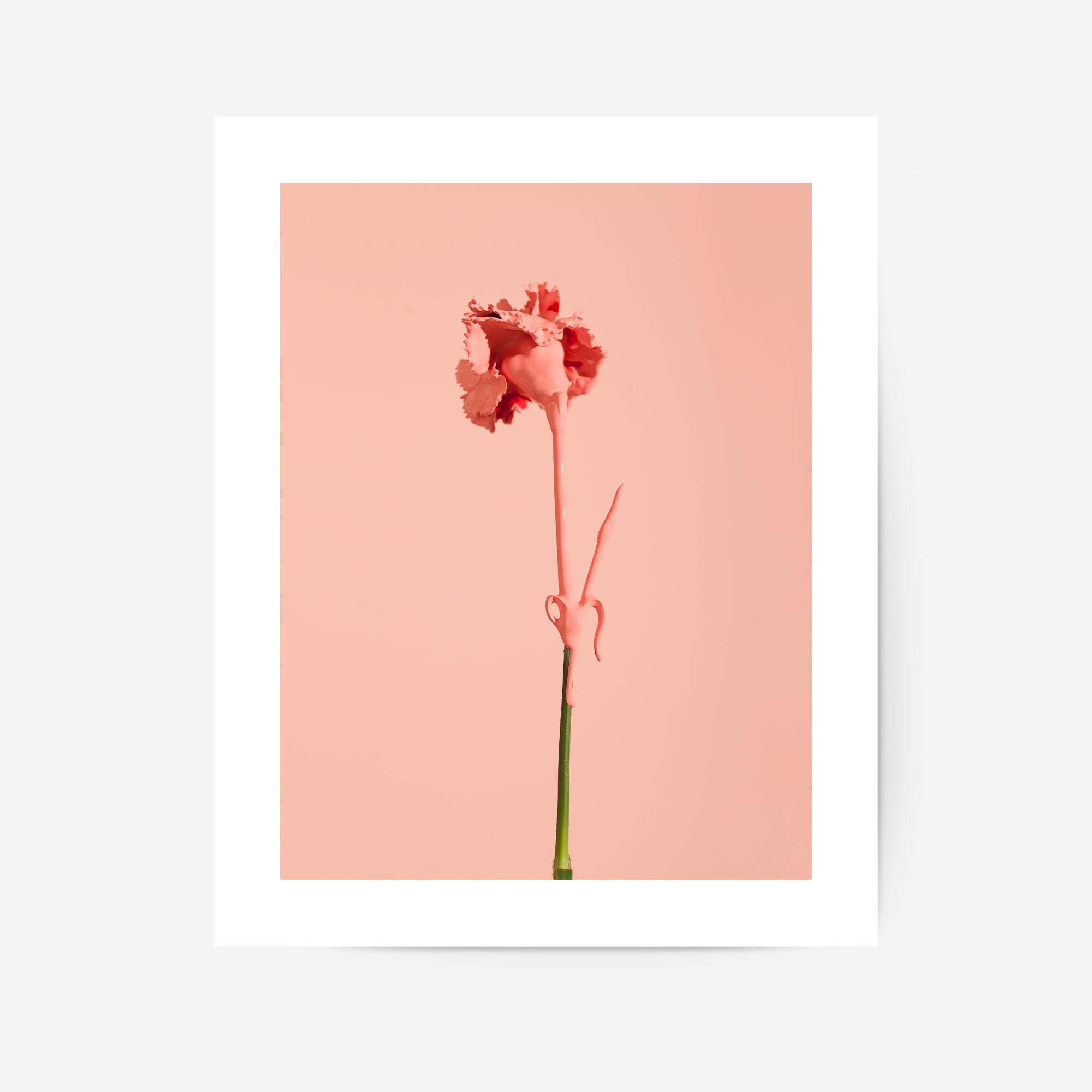 Carnation Poster