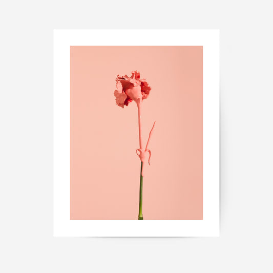 Carnation Poster