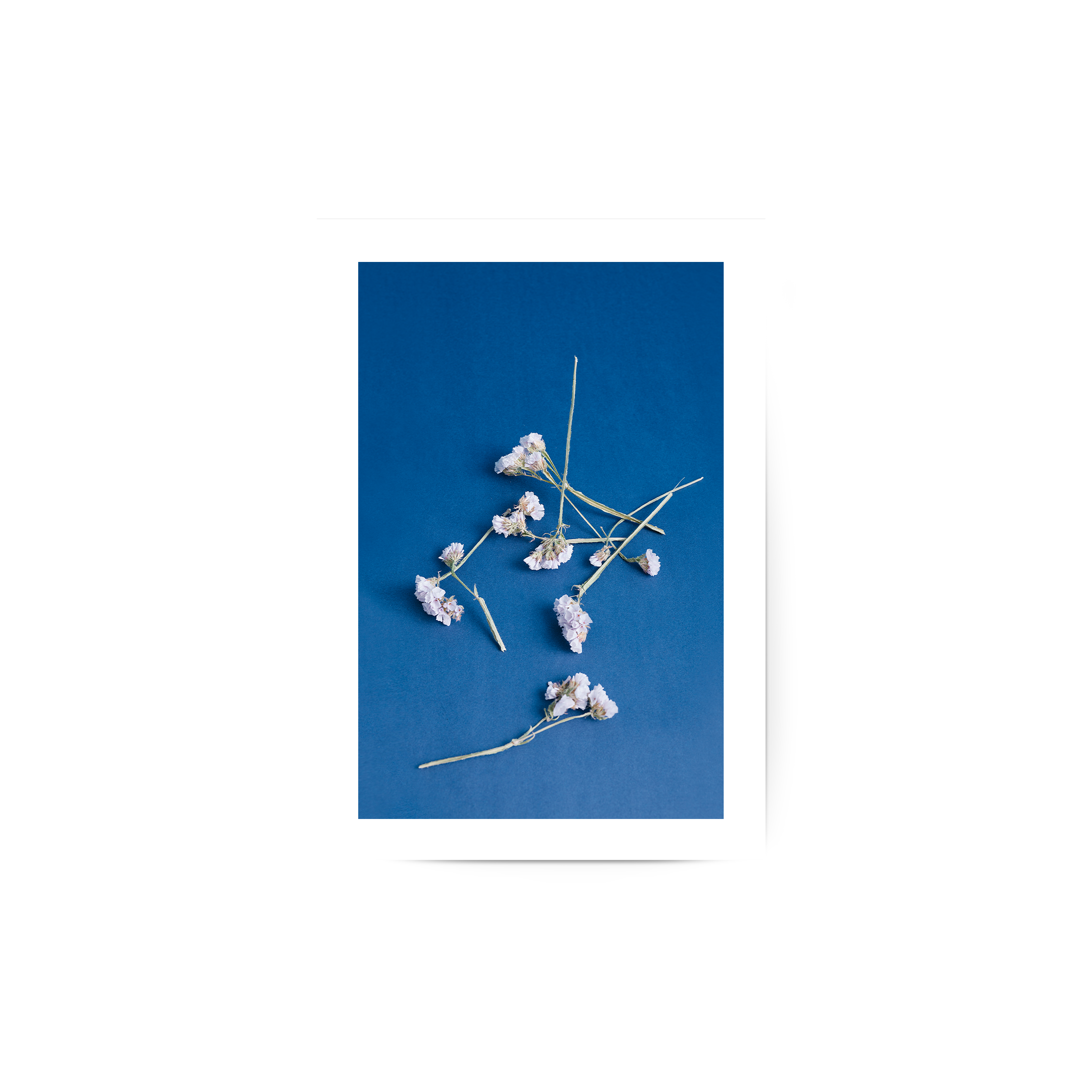 White Flowers